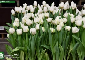 Tulipa White Magic ® (2)